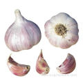 Wholesale New Red Garlic Seeds Price